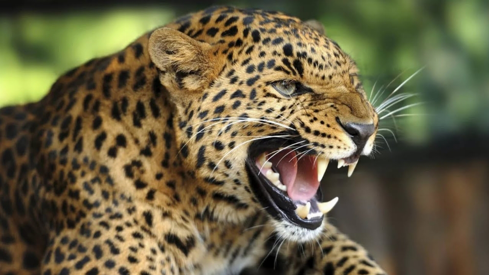 Леопарди запобігають поширенню сказу у великих містах