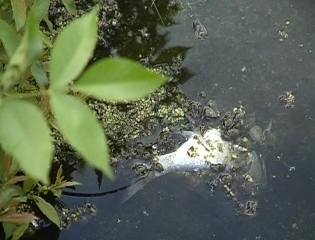 Риба, яку запустили в канали луцького парку, почала спливати (відео) 