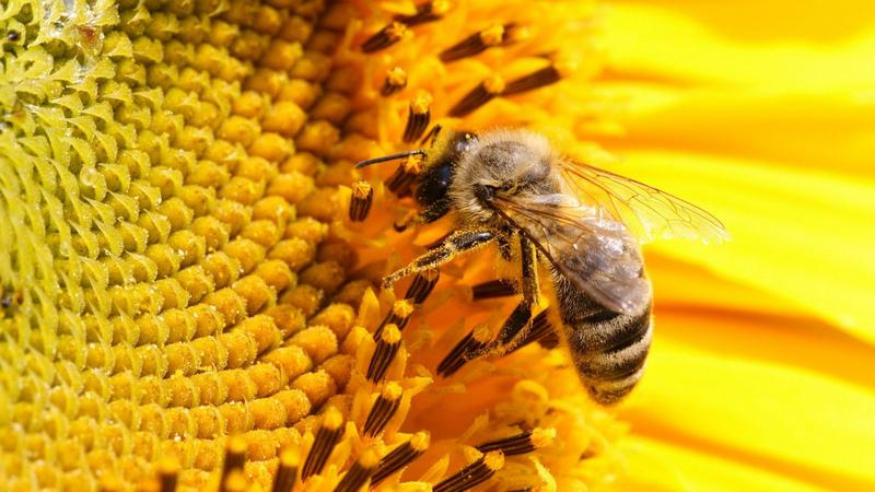 Харківські інвестори хочуть вкладати у розвиток бджільництва на Волині