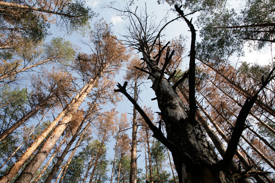 Володимир Бондар розповів, як зупинити масове всихання лісів
