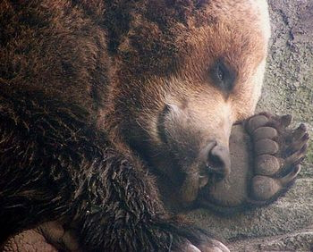 Луцькі ведмеді поступово впадають у сплячку