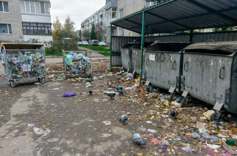 Розкатане сміття та мертві голуби: у Луцьку не прибирають смітники (фото)
