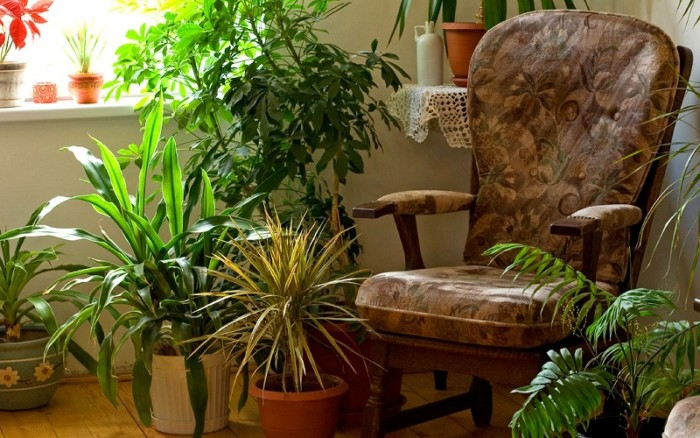 5 найкорисніших кімнатних рослин