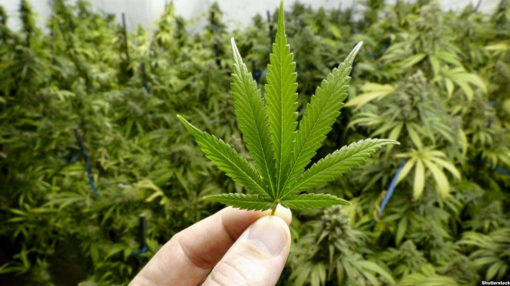 У Канаді осуджених за зберігання марихуани виправдають