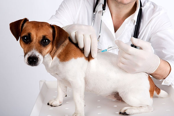 КП «Ласка» заликає лучан вакцинувати домашніх тварин 