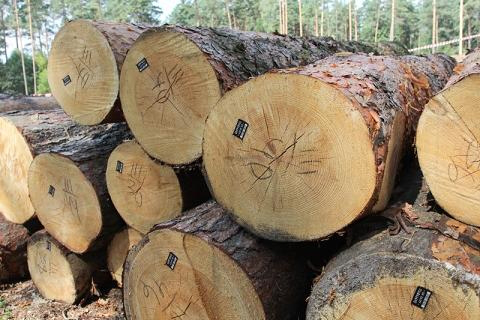 Електронний облік деревини стосуватиметься  всіх лісокористувачів