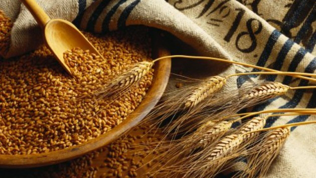 Україна експортувала рекордні 44 мільйони тонн зерна 