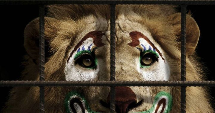 Тварини у цирках: заборонити не можна дозволити 