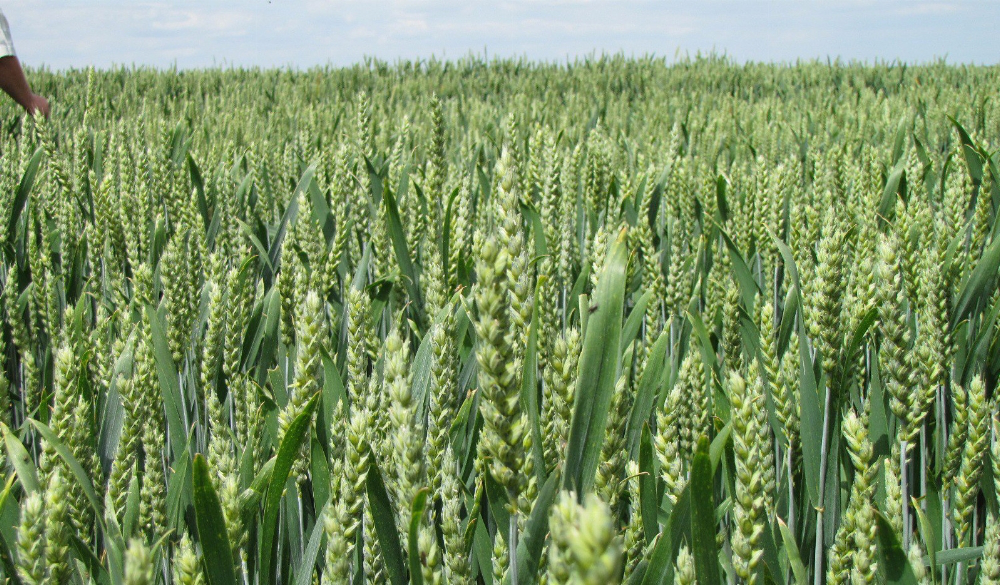 На Волині агрономи заговорили про гірший стан пшениці 
