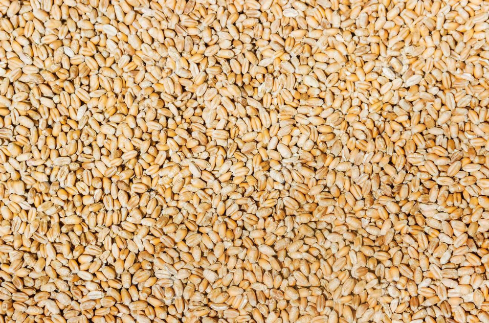 Україна вичерпала річну квоту на імпорт пшениці до Європи