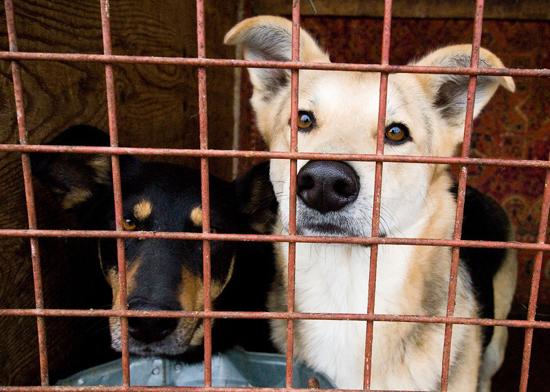 Кількість безпритульних собак у Луцьку зменшилась в 11 разів