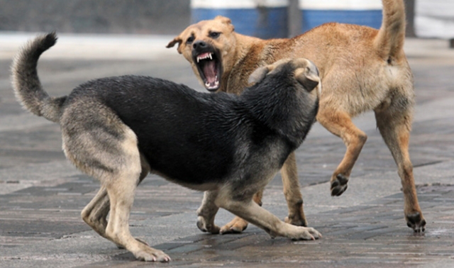 У Луцьку хочуть заборонити «Ласці» звозити собак з інших міст