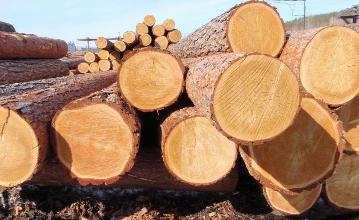 На Волині зросли обсяги переробки деревини