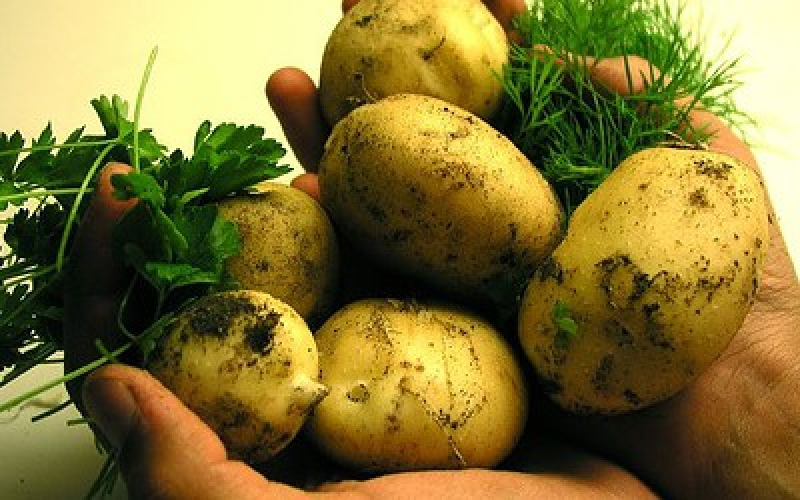 Чому «загниває» картопляний бізнес в Україні 