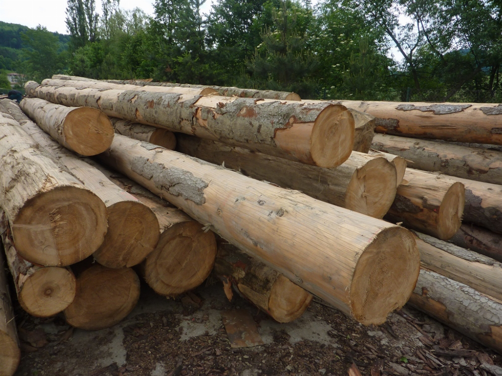 Держлісагентство обмежило довжину паливних дров для експорту