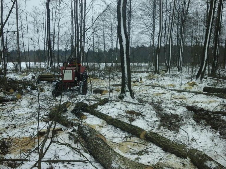 На Волині зловмисники знищили дерев на понад 150 тисяч