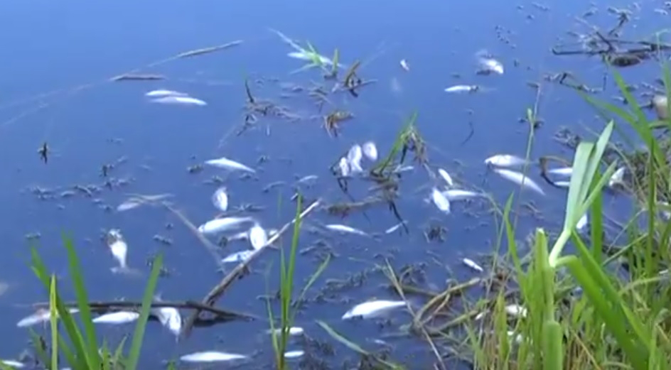У Сапалаївці масово гине риба 