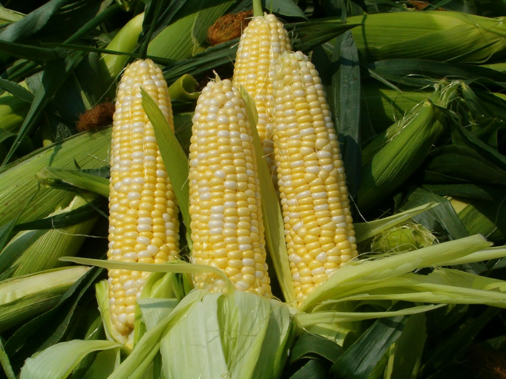 Китай відмовляється від української кукурудзи 