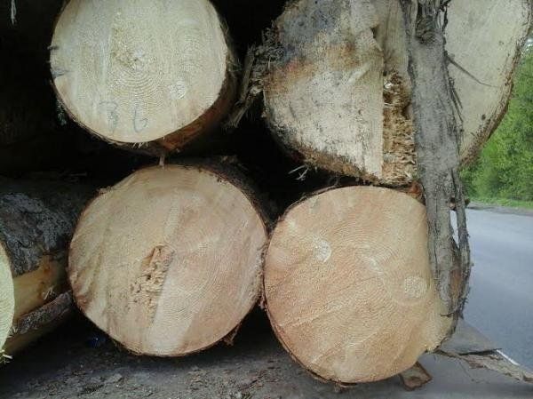 Лісогосподарські підприємства Волині обшукує прокуратура