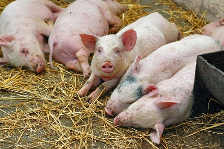 Через африканську чуму на Волині знищили 70 свиней 