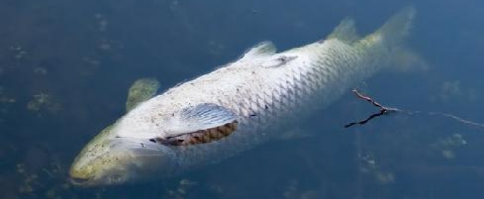 У річці Стир, поблизу Луцька, плаває мертва риба