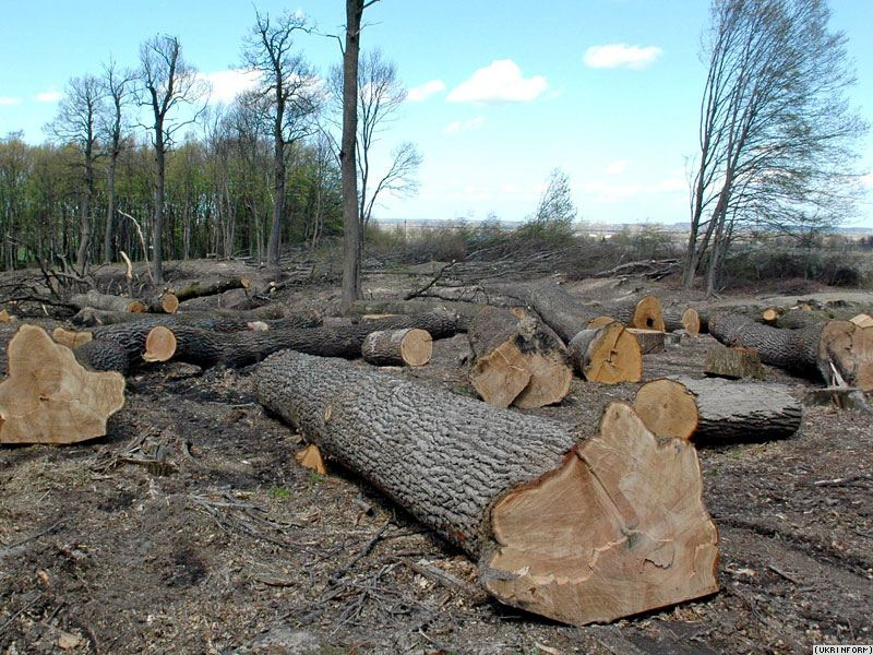 Гунчик пояснив, чому заборонили санітарну вирубку лісів 