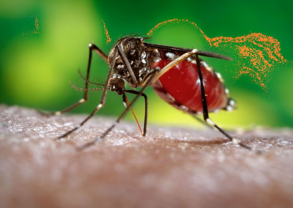 Кровопивці: вчені показали детальне відео укусу комаря