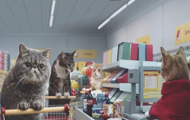 Мережу підкорило відео, де кішки закуповуються в супермаркеті