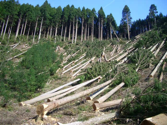 «Поліське лісове господарство» завдало збитків державі більше ніж на 2 мільйона