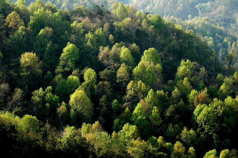 Як змінився лісовий фонд Волині впродовж 2015 року