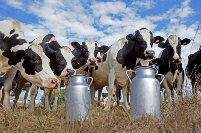 Обіг молока на переробних підприємствах Волині скоротився майже на 70%