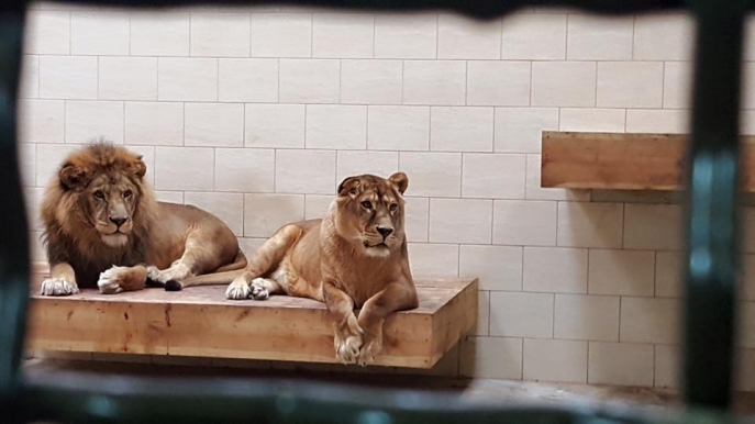 Словацько-українська  компанія подбає про левів в Луцькому зоопарку