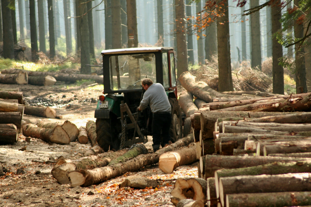На Волині знищили лісу майже на 2,5 мільйона гривень