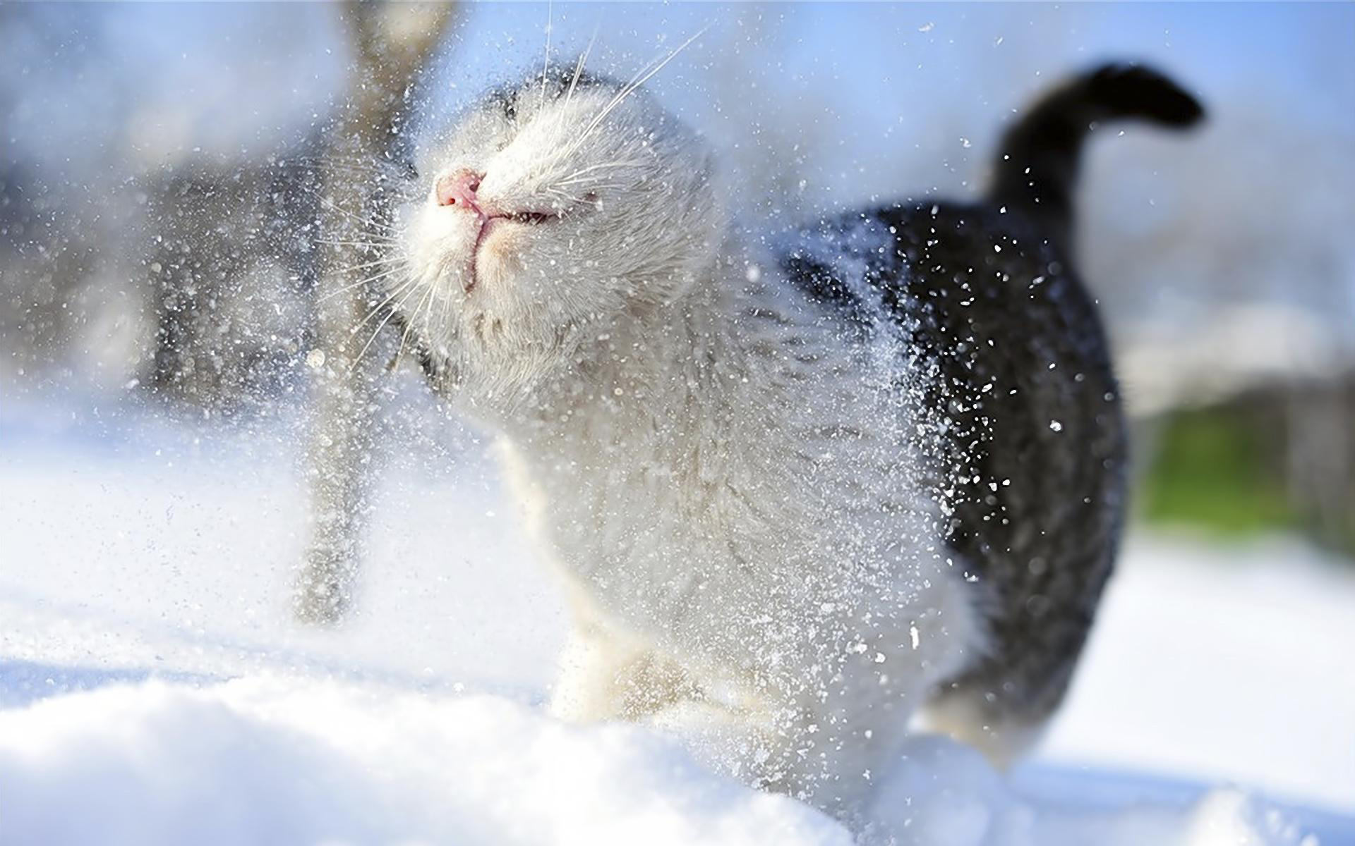 Буде сніг: погода в Луцьку на п’ятницю, 7 грудня