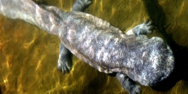 Вчені зловили гігантську саламандру (відео)
