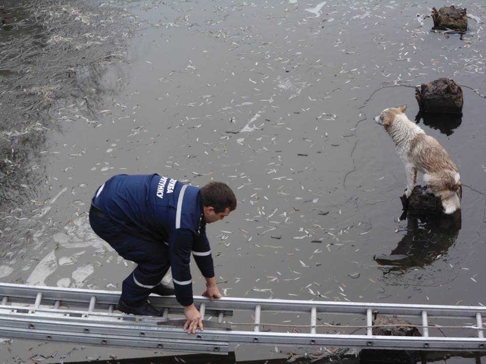 Волинські рятувальники витягнули собаку, який провалився під лід (фото)