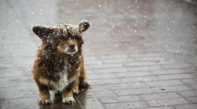 Сніжитиме увесь день: погода в Луцьку на четвер, 13 грудня