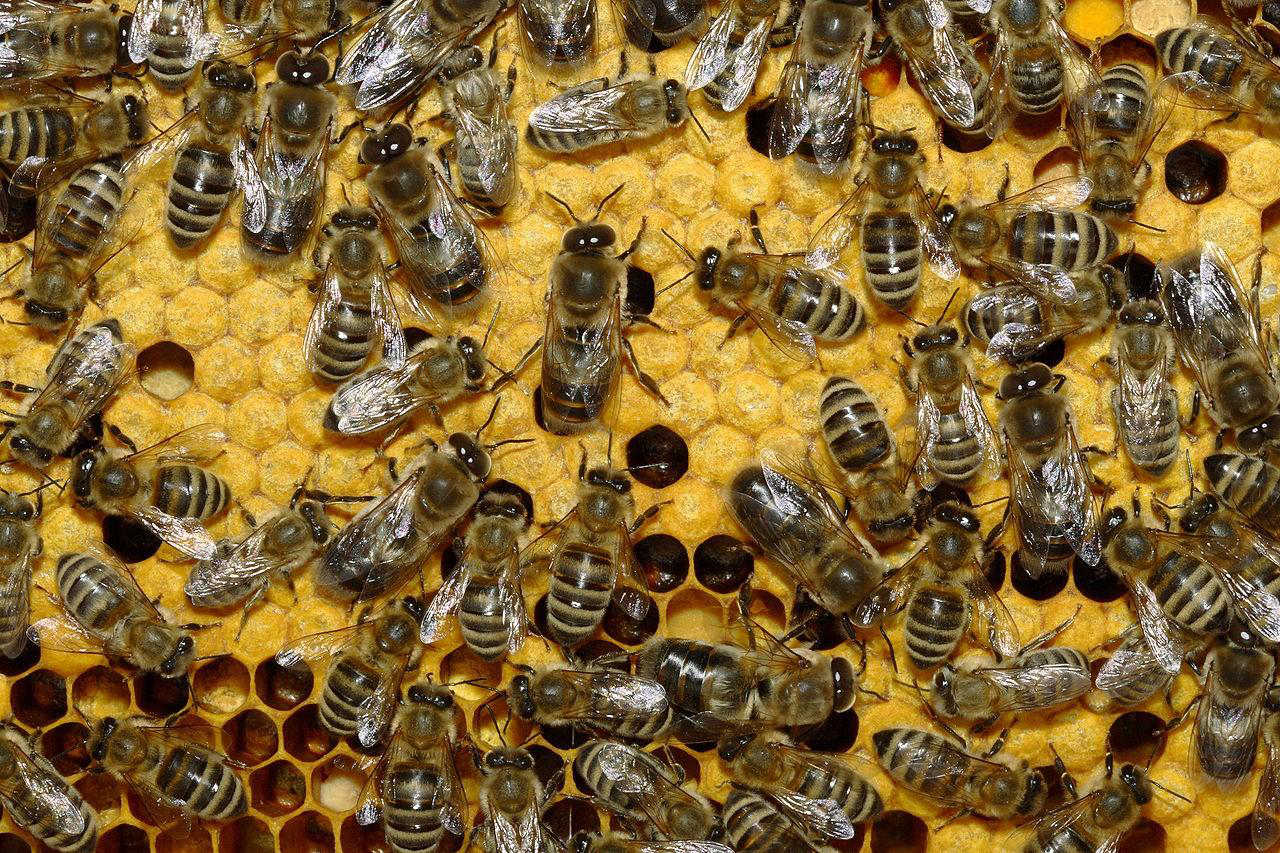 Фінляндія: створили першу вакцину для бджіл