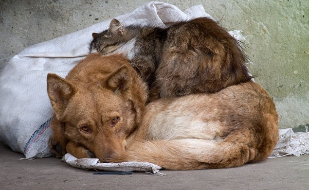 Занести безпритульних тварин під Луцькраду, – екс-очільниця 