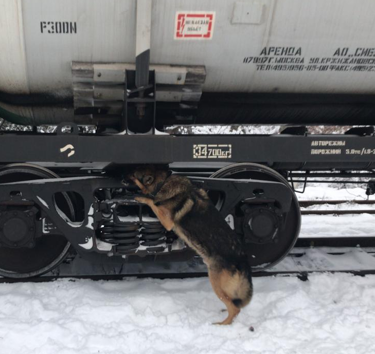 На Волині службовий собака «винюхав» сигарети у поїзді (фото)