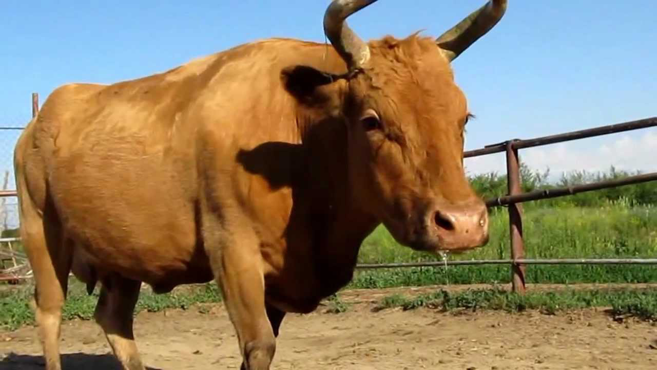 У США корову, яка сама втекла зі скотобійні, врятували вегетаріанці