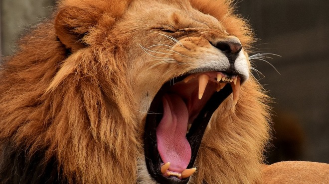 У зоопарку США лев утік з клітки та вбив 22-річну дівчину