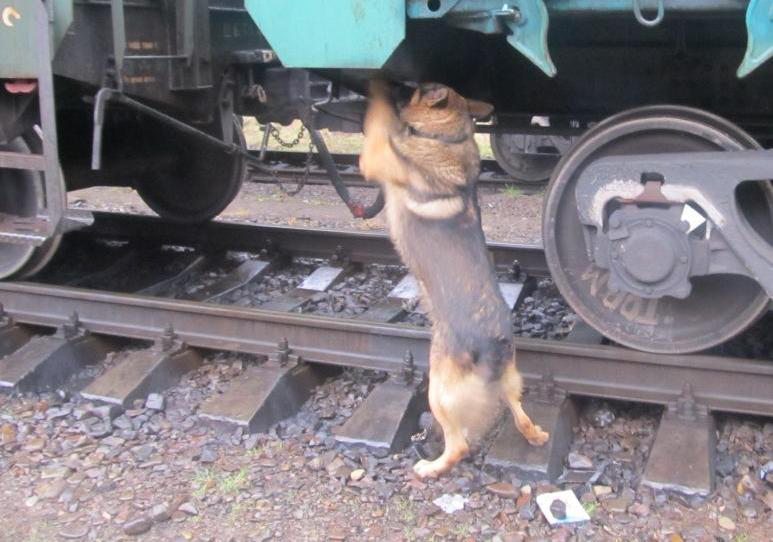 На Волині собака знайшов у поїзді контрабанду (фото)