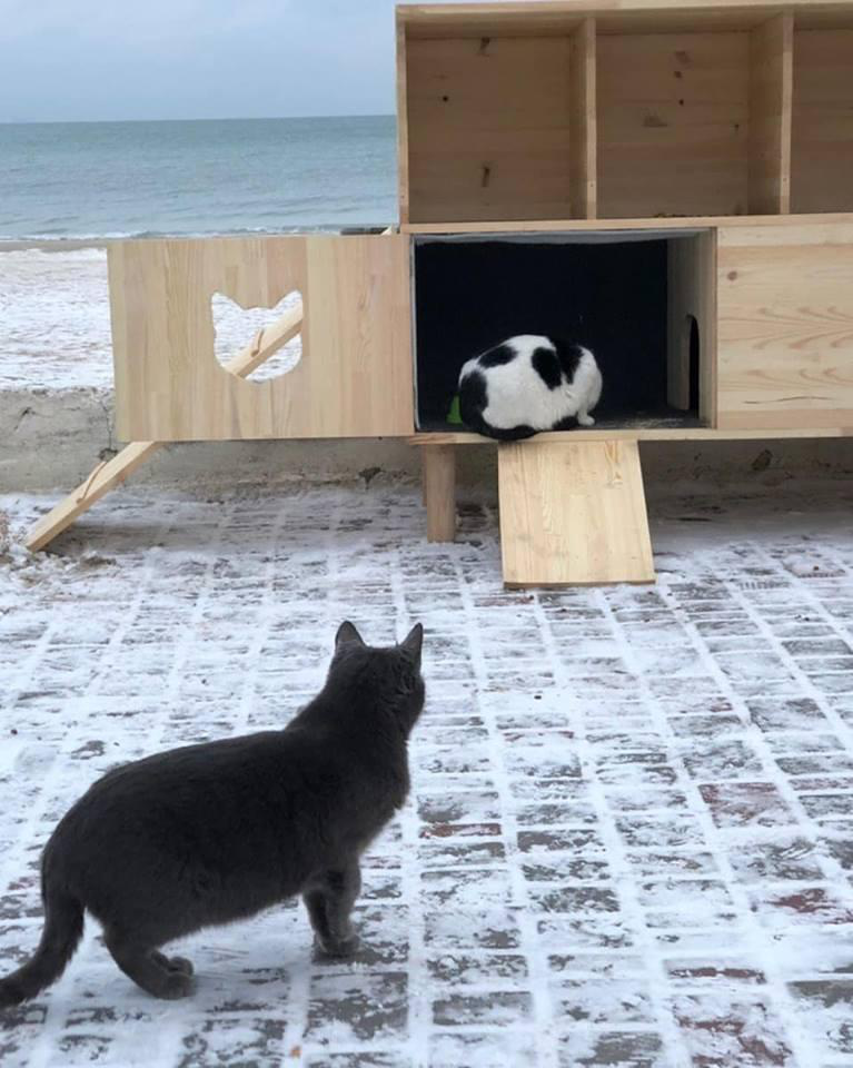 В Одесі з’явилися пункти обігріву для котів (фото)