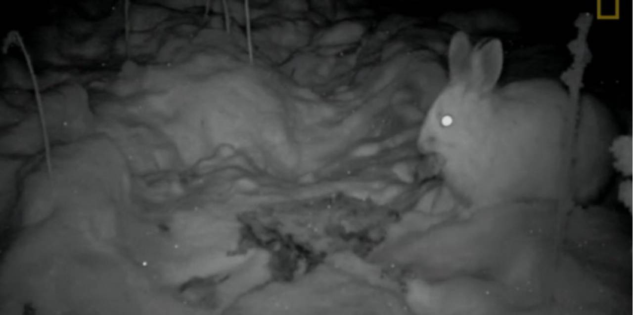 Вчені підловили на відео зайців-канібалів