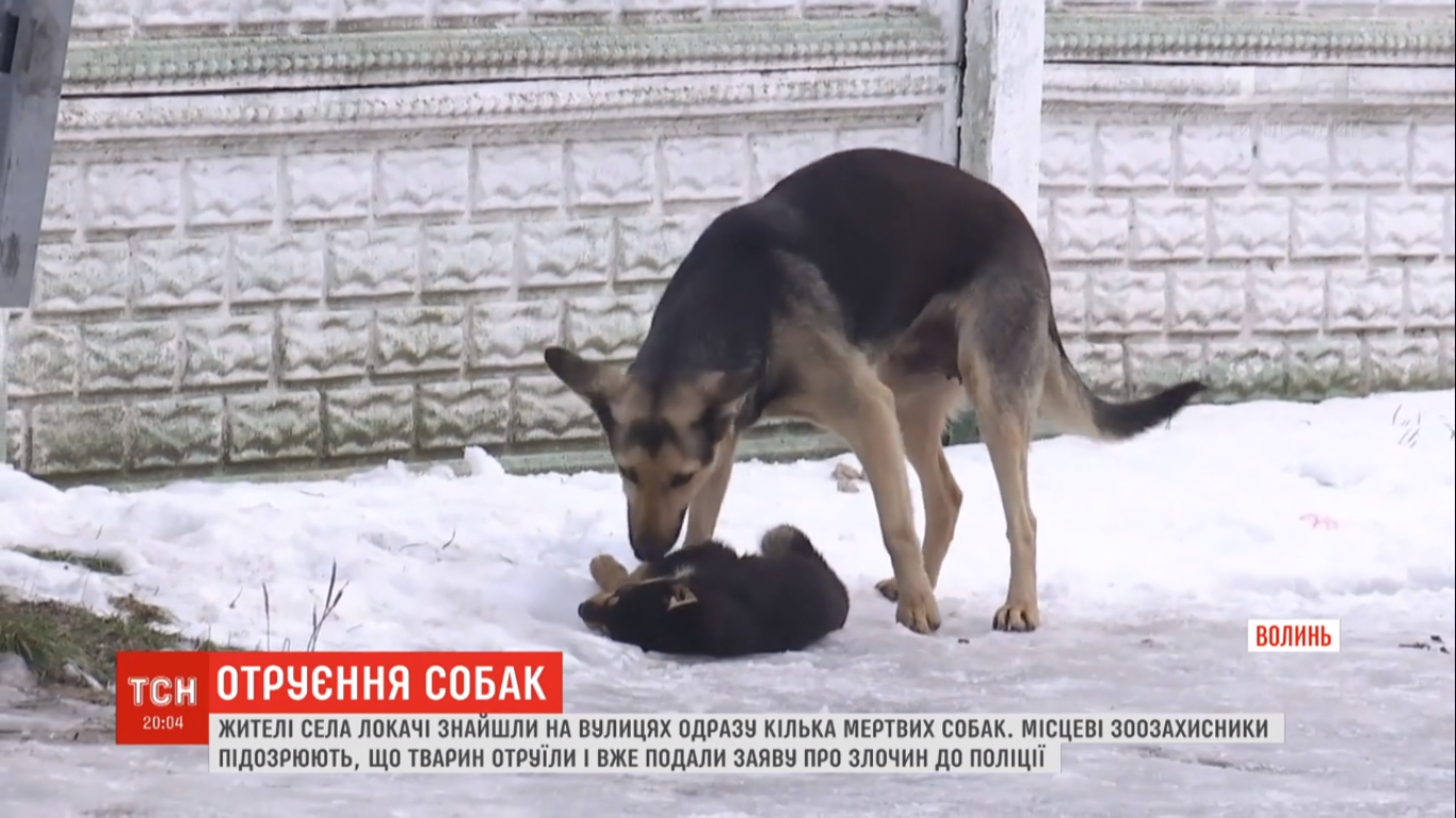 У Локачах отруїли бездомних собак: люди звинувачують владу (відео)