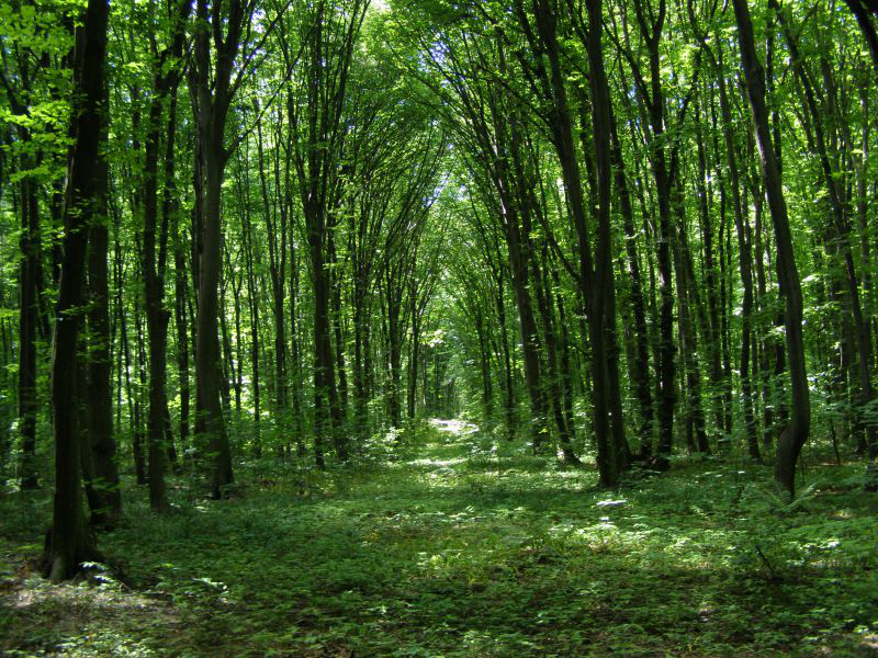 Торік волинські ліси поповнили бюджети на понад 88 мільйонів