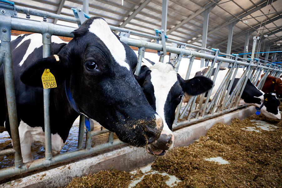 Менше м’яса, більше молока: чим були багаті волинські підприємства у 2018