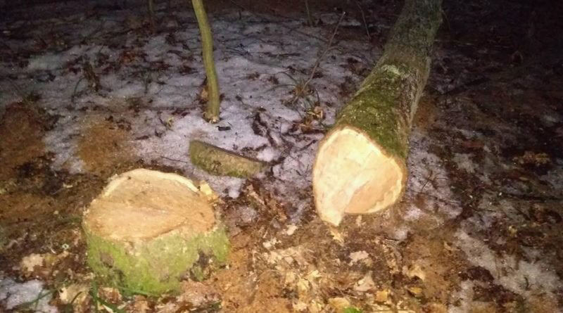 Таки винен: волинянин заплатить понад 100 тисяч за зрубані дерева
