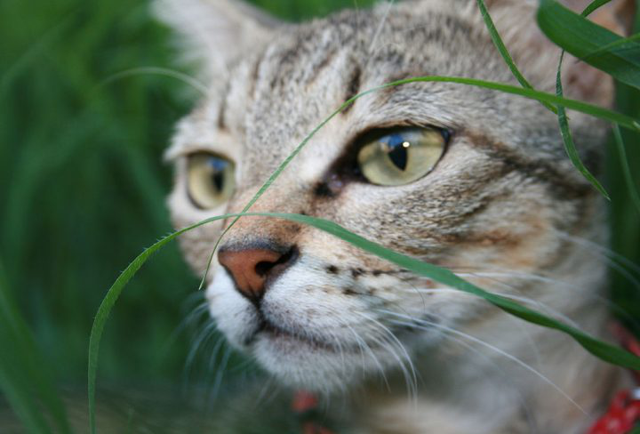 Коти ‒ це причина вимирання інших ссавців, ‒ вчені